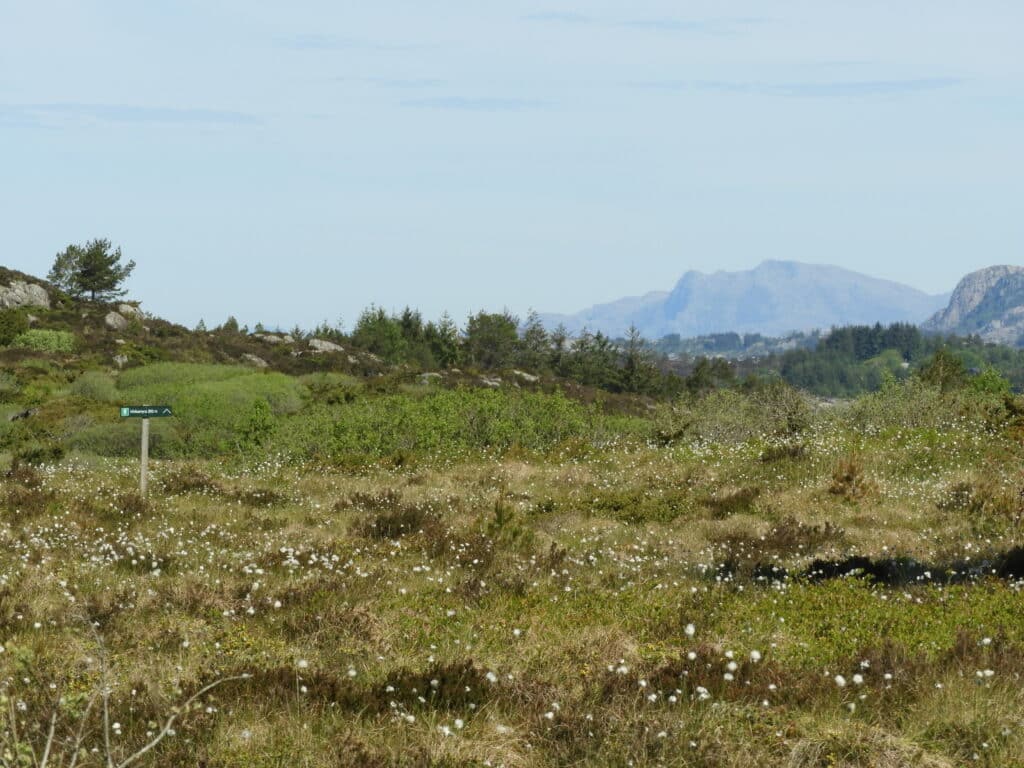 Øksnesmarka. Foto av Gunvar Mikkelsen.