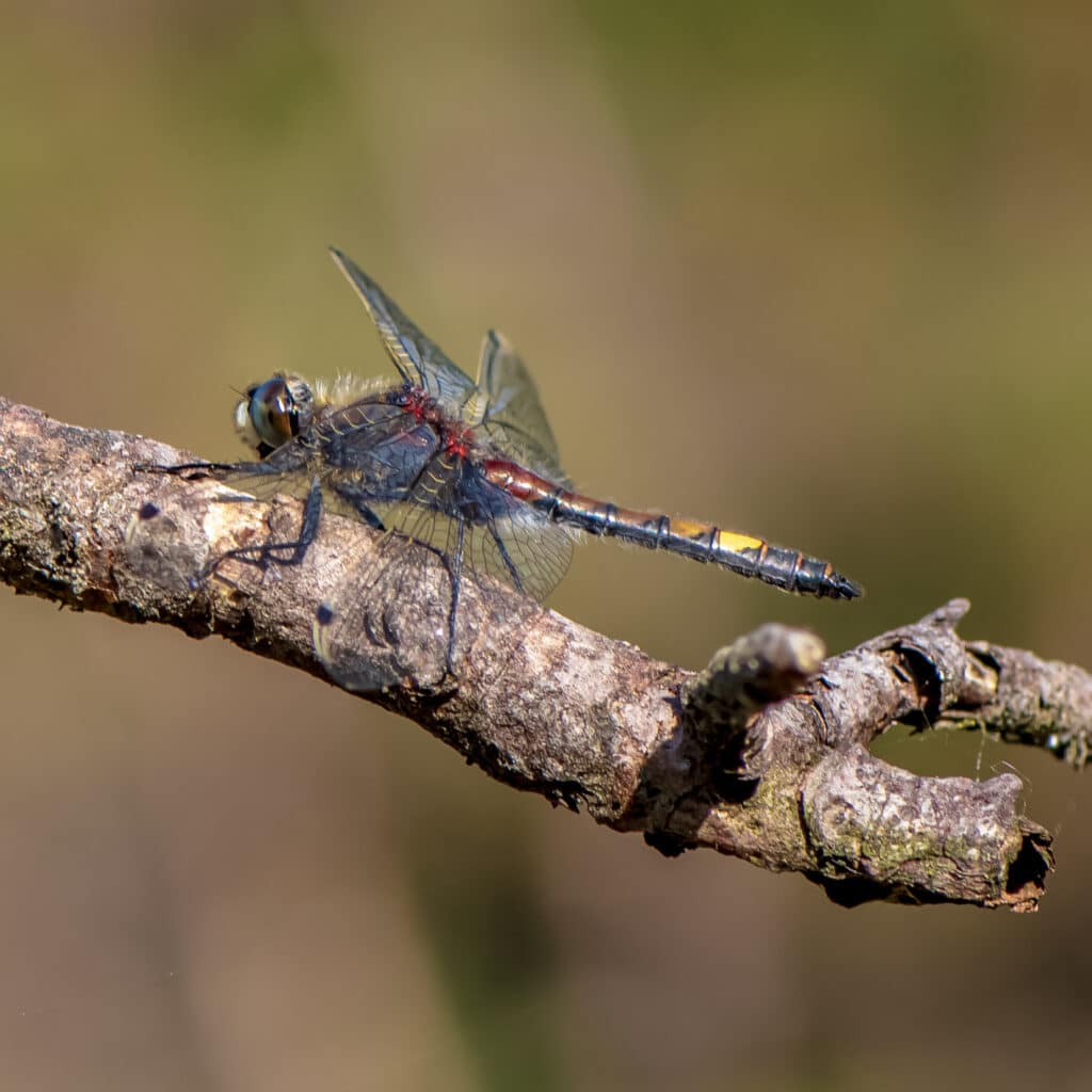 gulflekktorvlibelle Leucorrhinia pectoralis