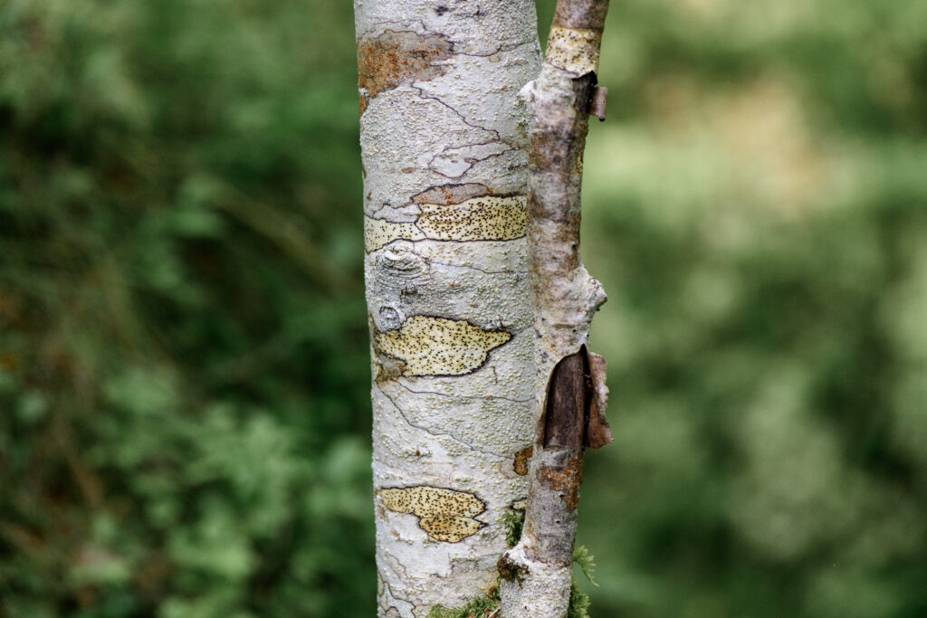 Nærbilde av gulpærelav