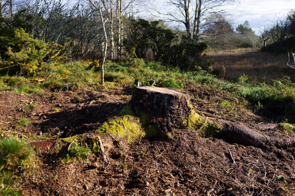 En hogd sitkagran, bare stubben står igjen. Masse barnåler på bakken, for lite klarer å leve i skyggen av den.