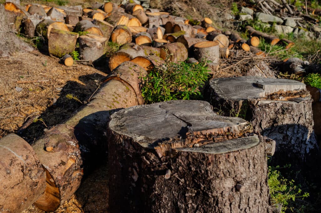 Hogged sitka, på Børilden i Nordhordland