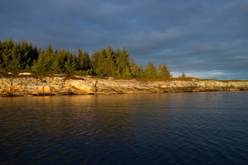 Sitkgranen spredd på Børilden