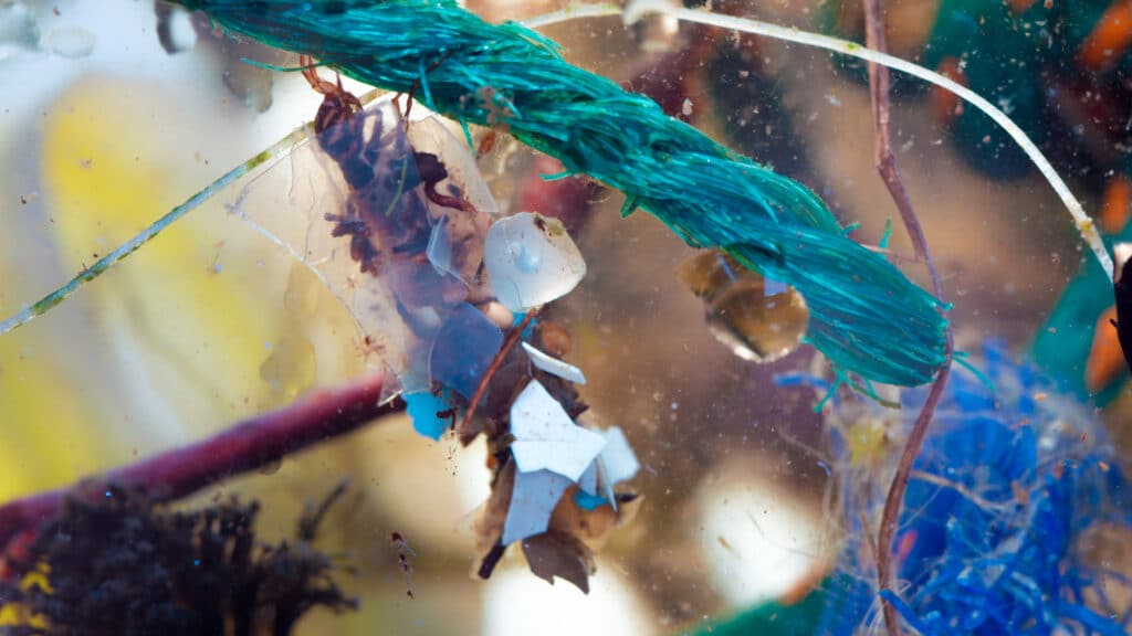 Vårfluelarvene på Lisle Lyngøyna har tilpasset seg et miljø fullt av plast, de kamuflerer seg best ved å bruke plastbiter.