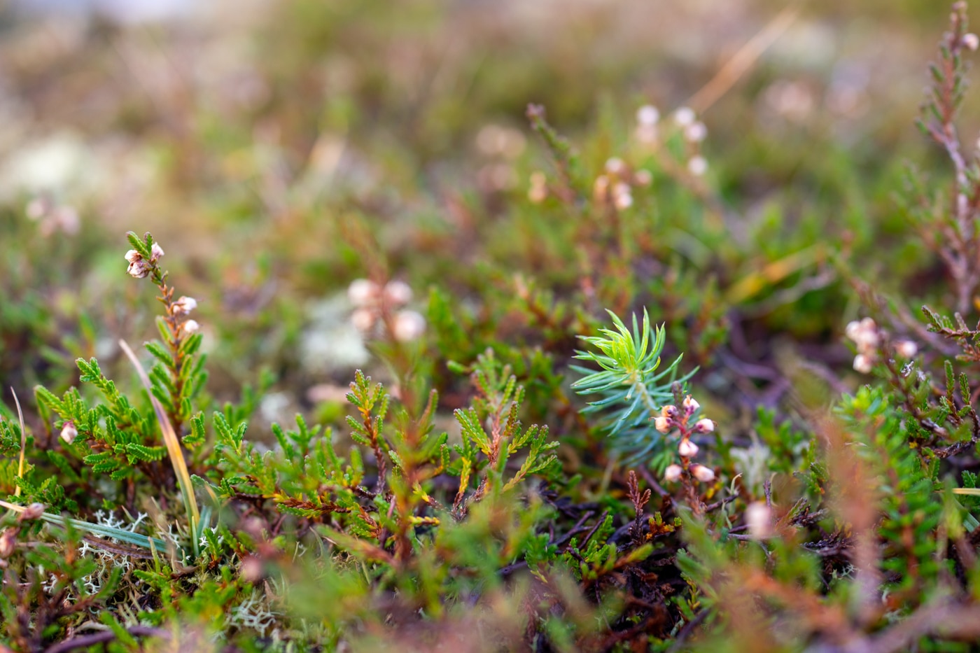 Liten sitka-plante kommer opp i lyngen på Børilden