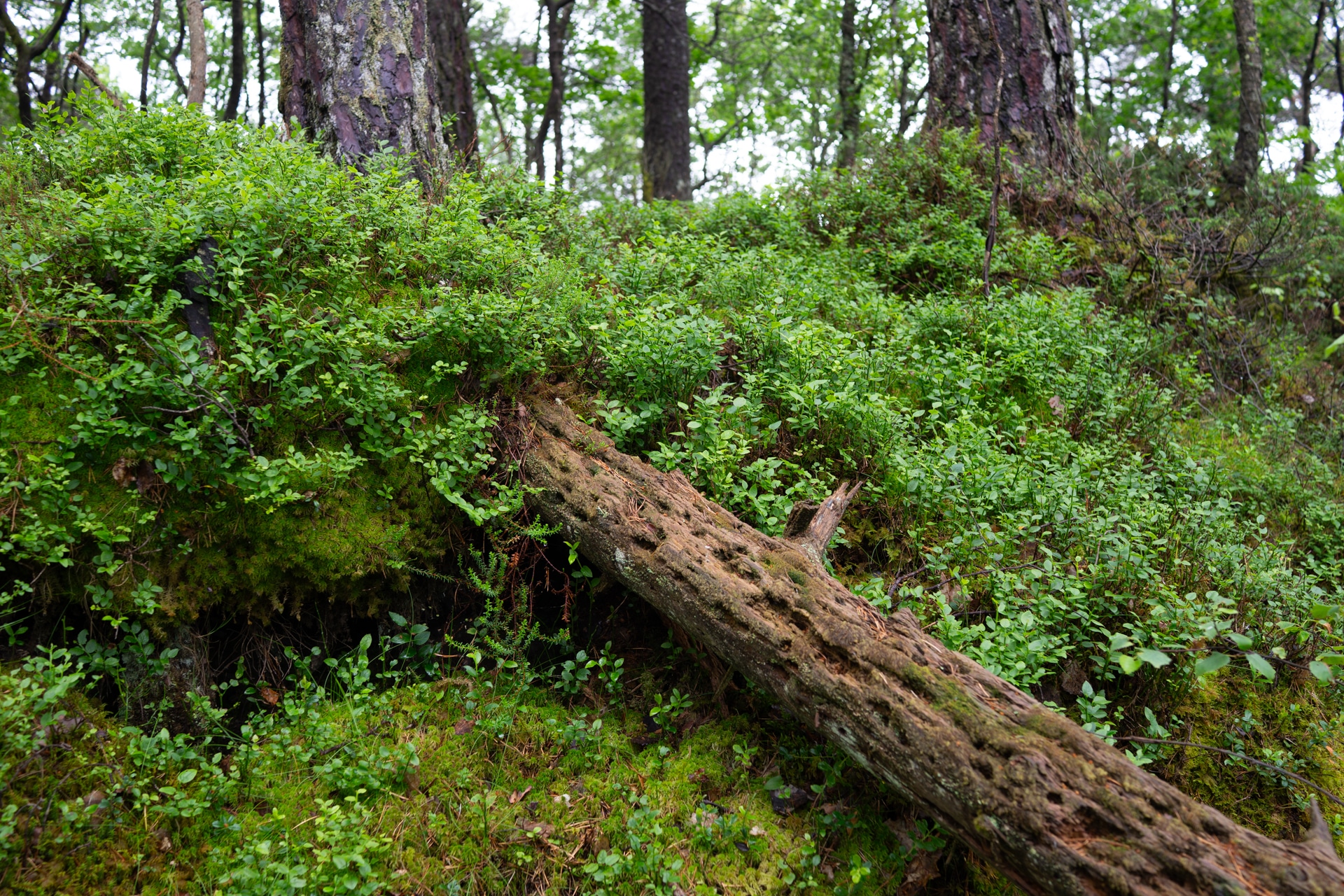 Storhaugen, Bjørnafjorden