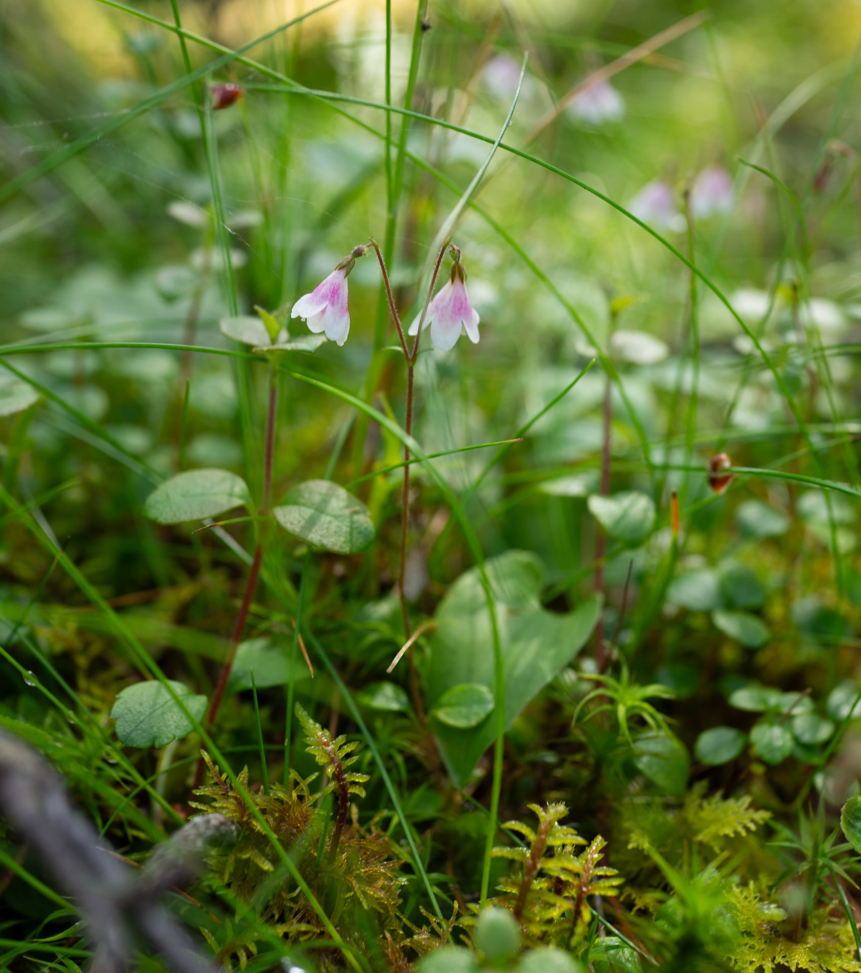 Storhaugen, Bjørnafjorden, linnea