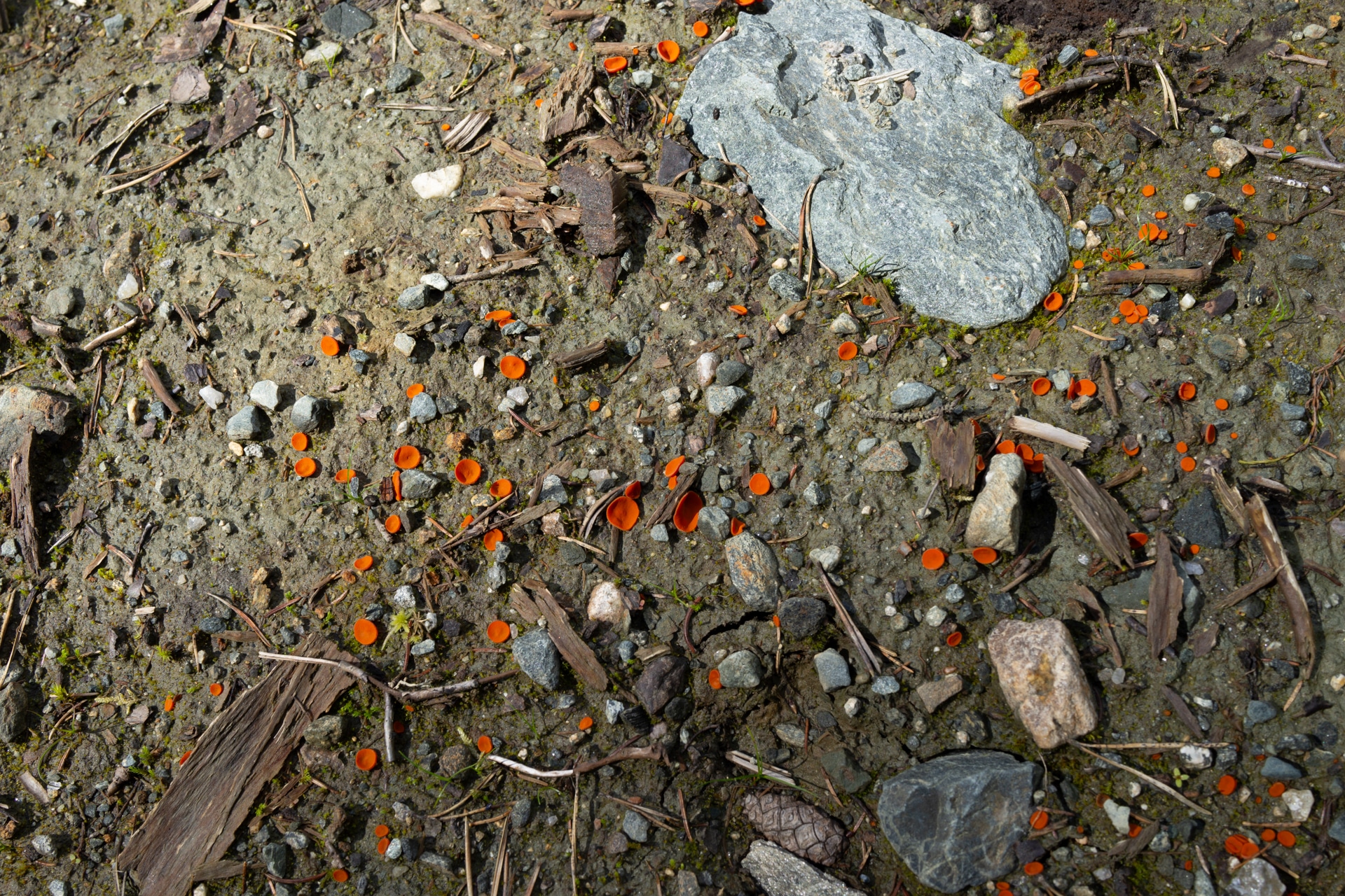 Storhaugen, Bjørnafjorden