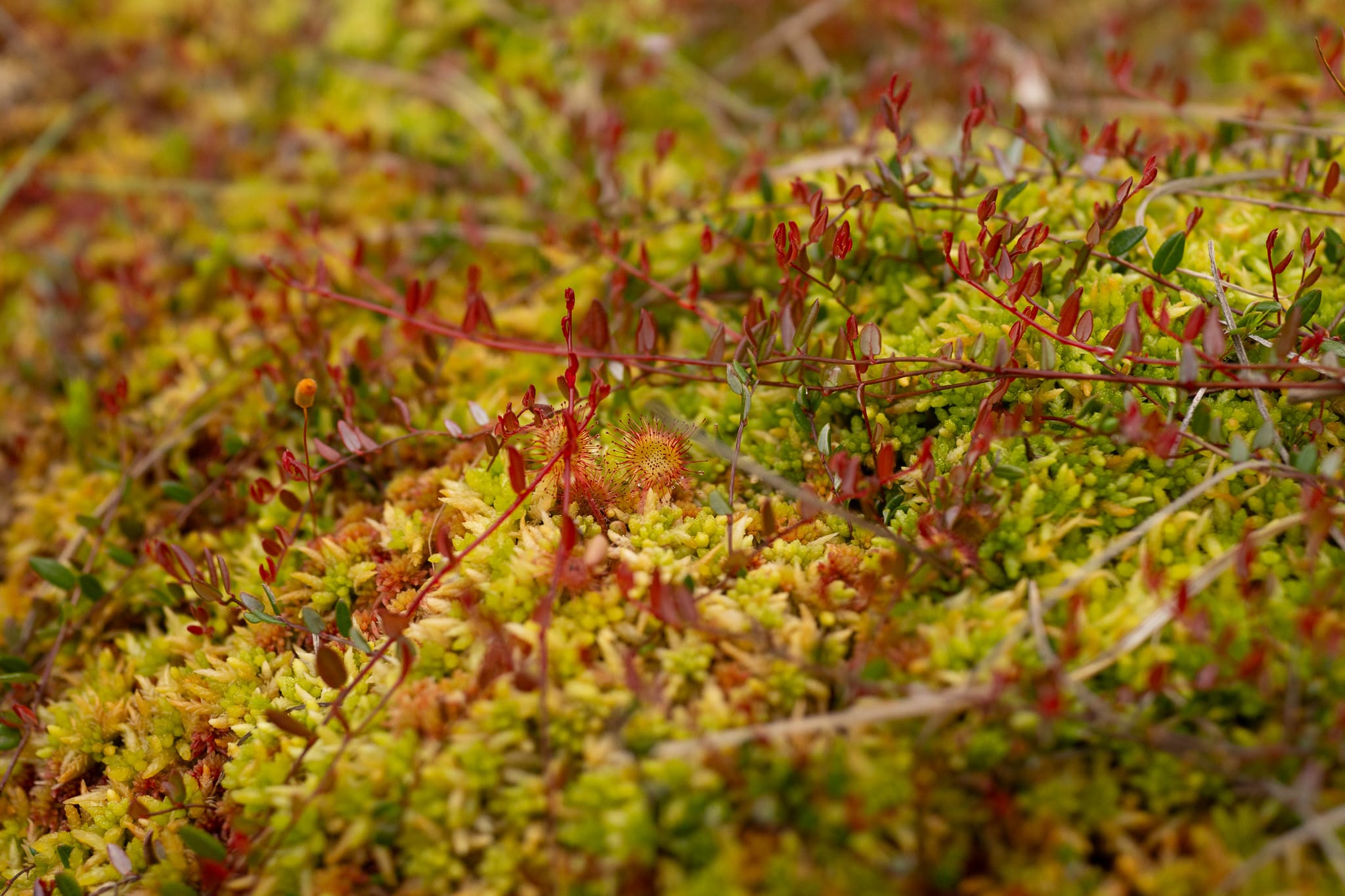 Korsabrumyrane, Bjørnafjorden