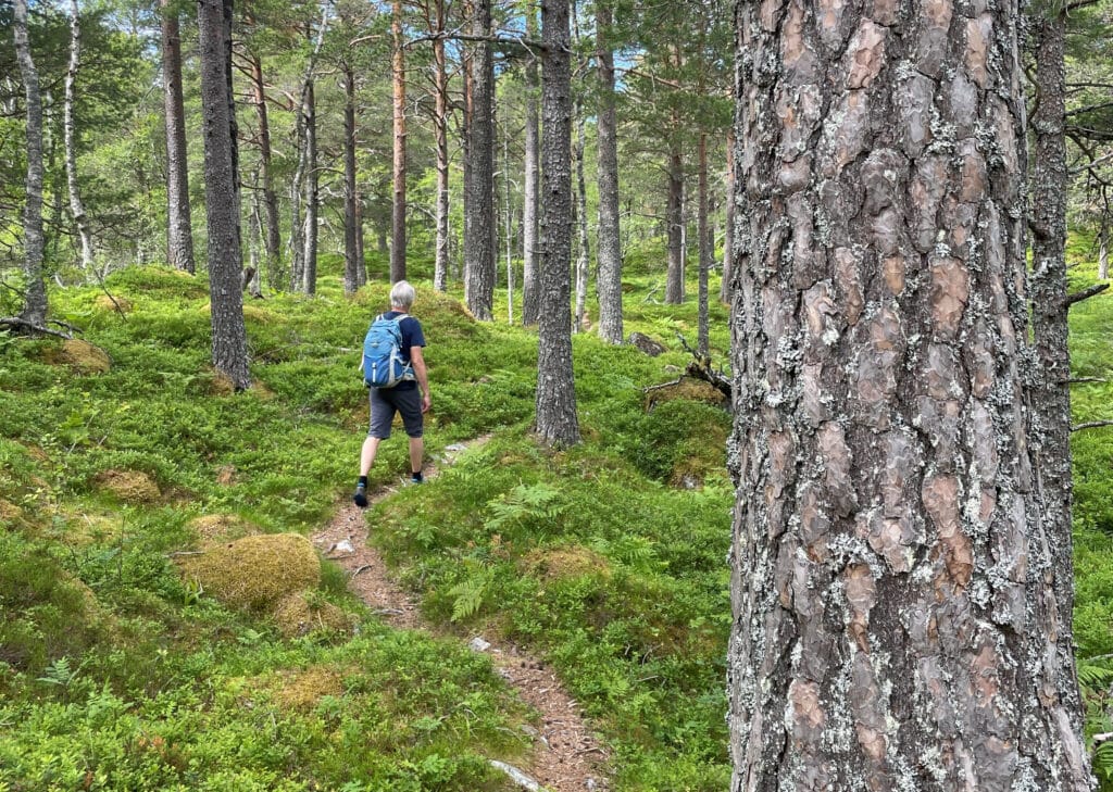 Mann som går i skogen