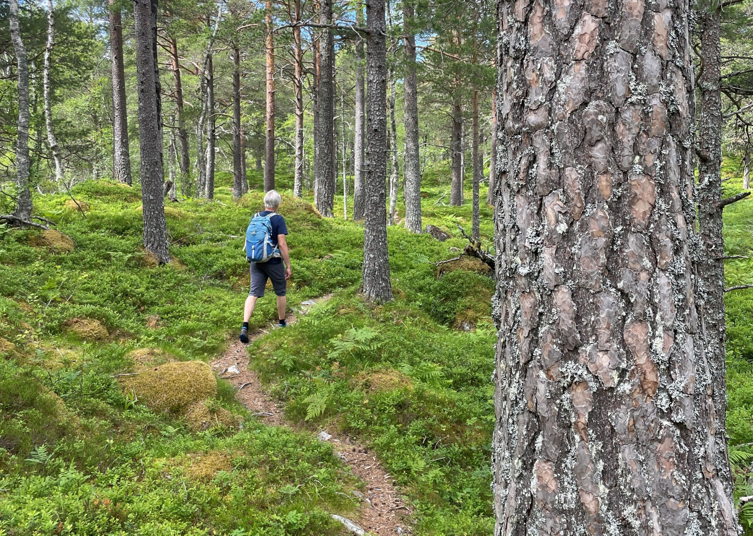 Mann som går i skogen