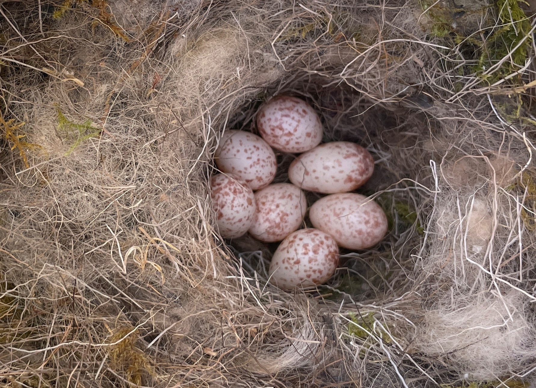 Fugleegg i et reir