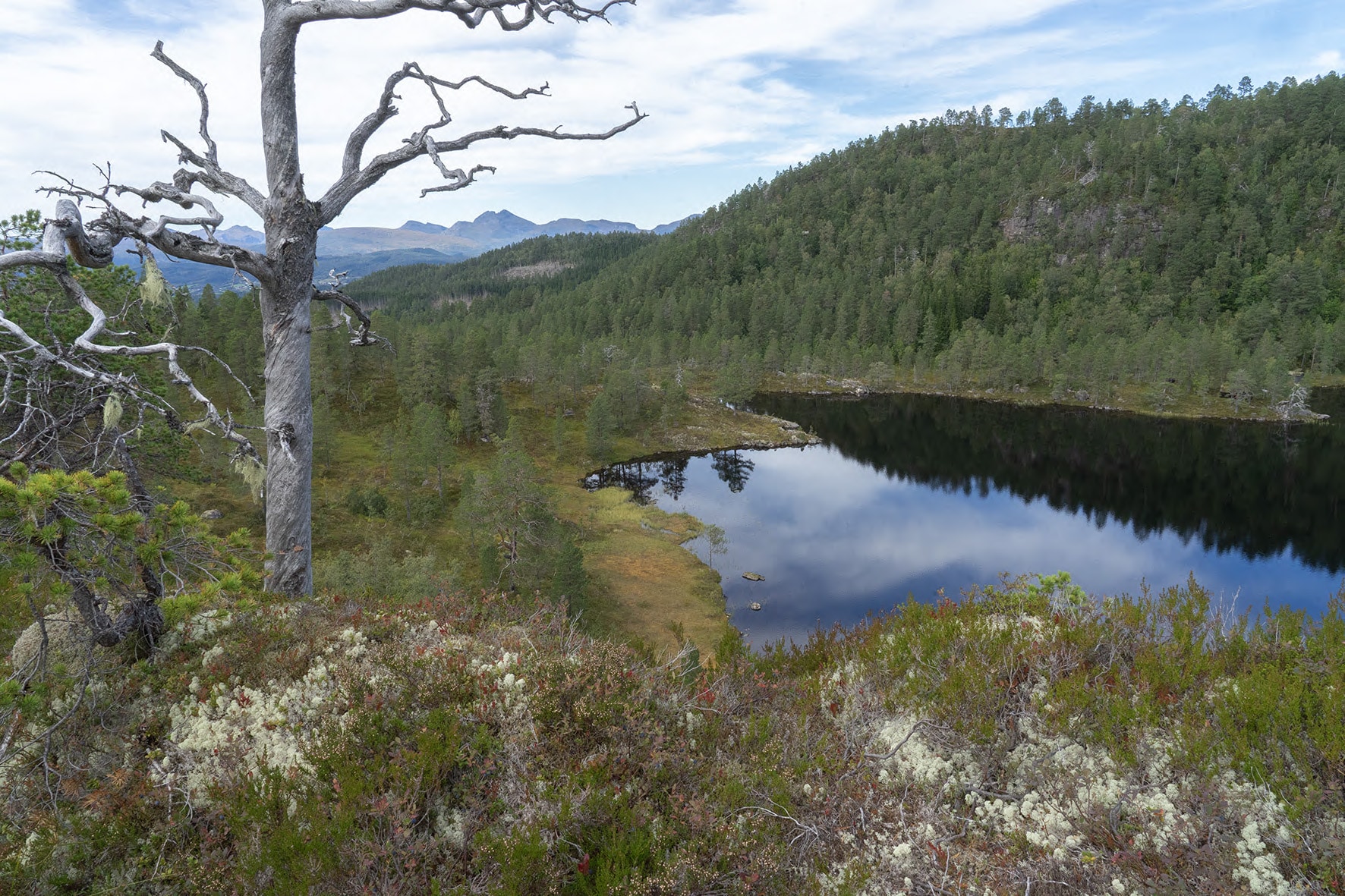 En innsjø og skog