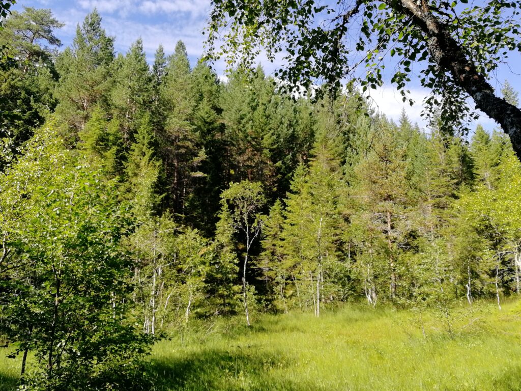 Skog i Trøndelag