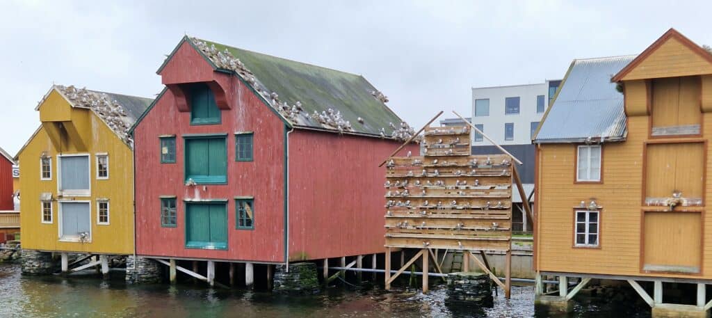 krykkjer hekker på sjøboder i Rørvik