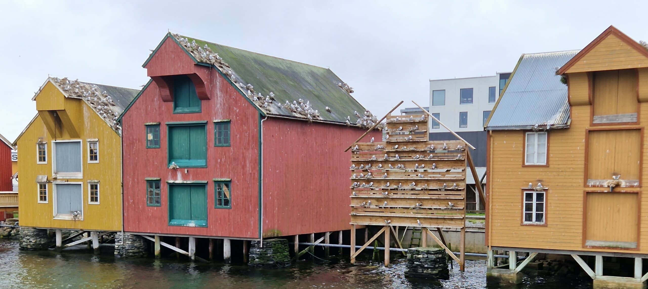 krykkjer hekker på sjøboder i Rørvik