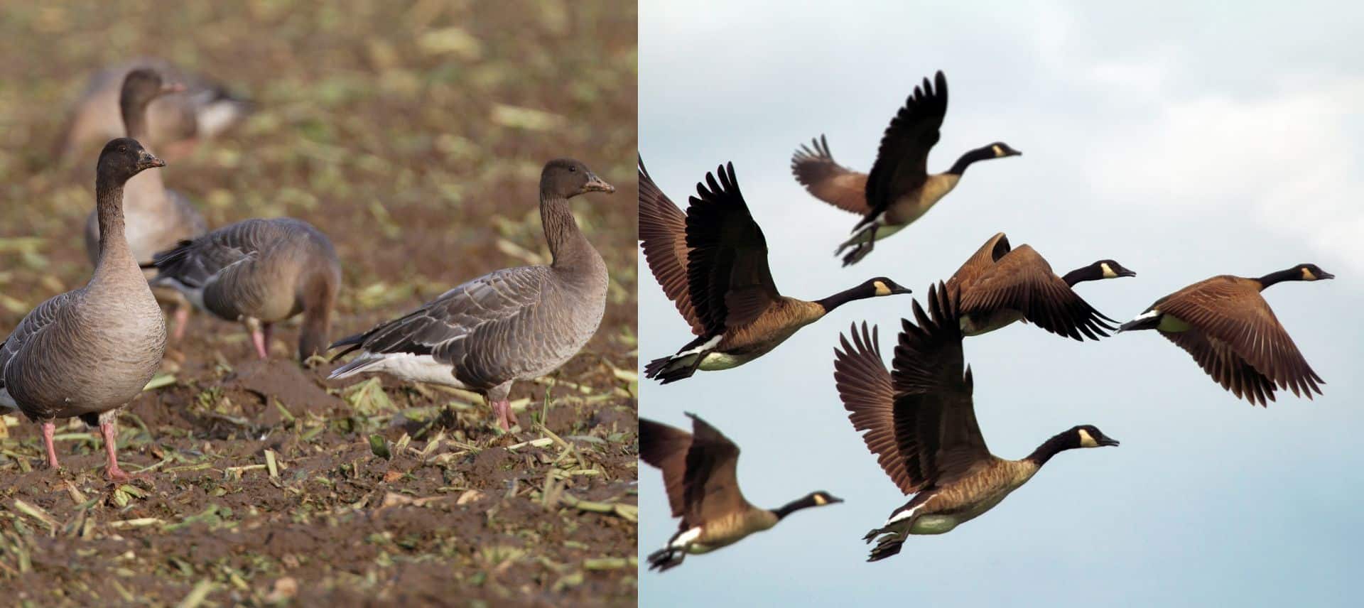 Naturvernforbundet Trøndelag fugletur