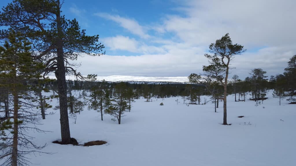 Vinterlandskap Stjørdal