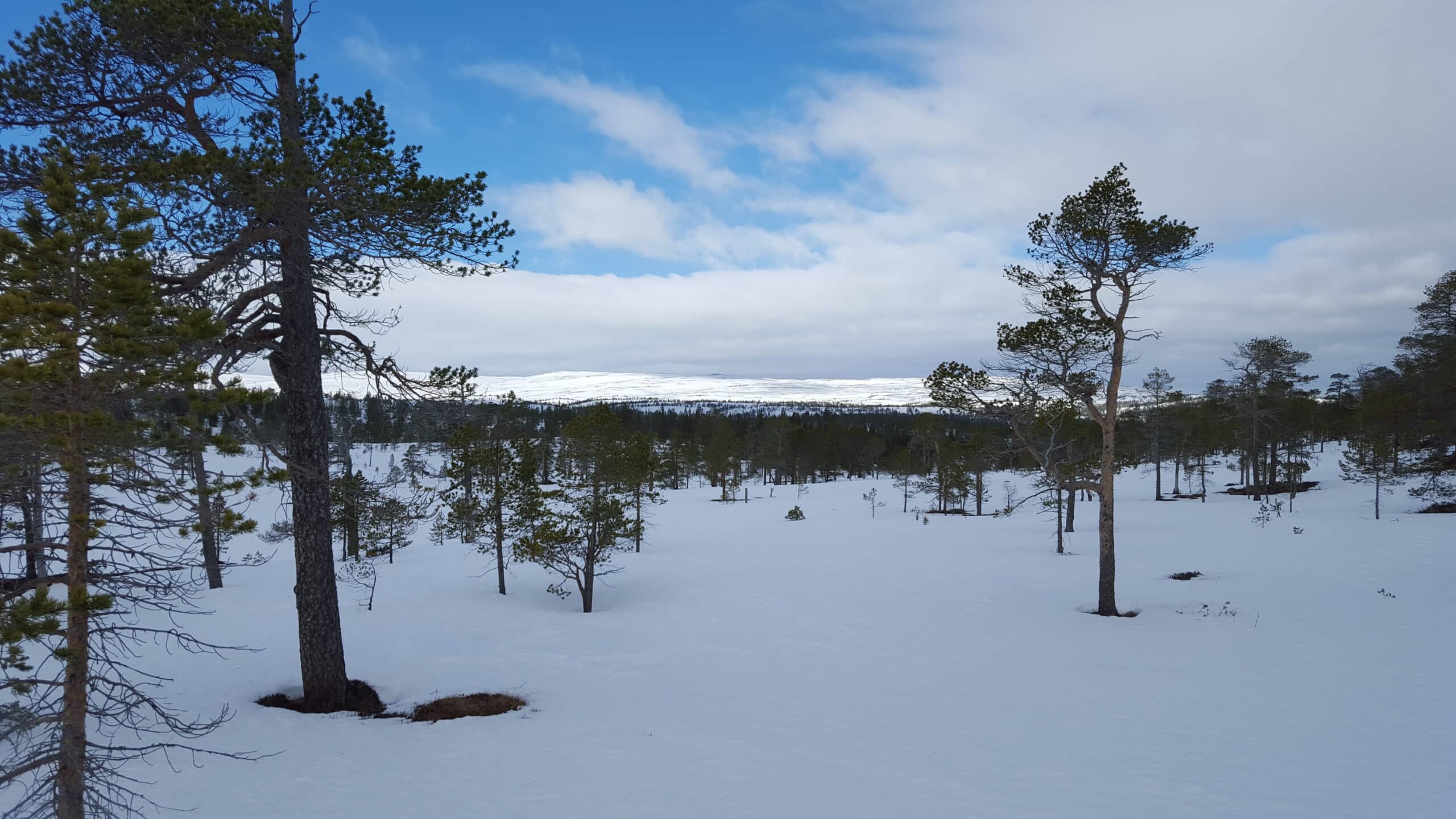 Vinterlandskap Stjørdal