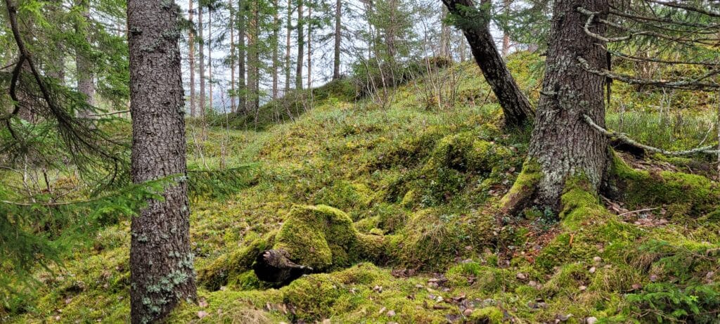 Blandingsskog Stjørdal