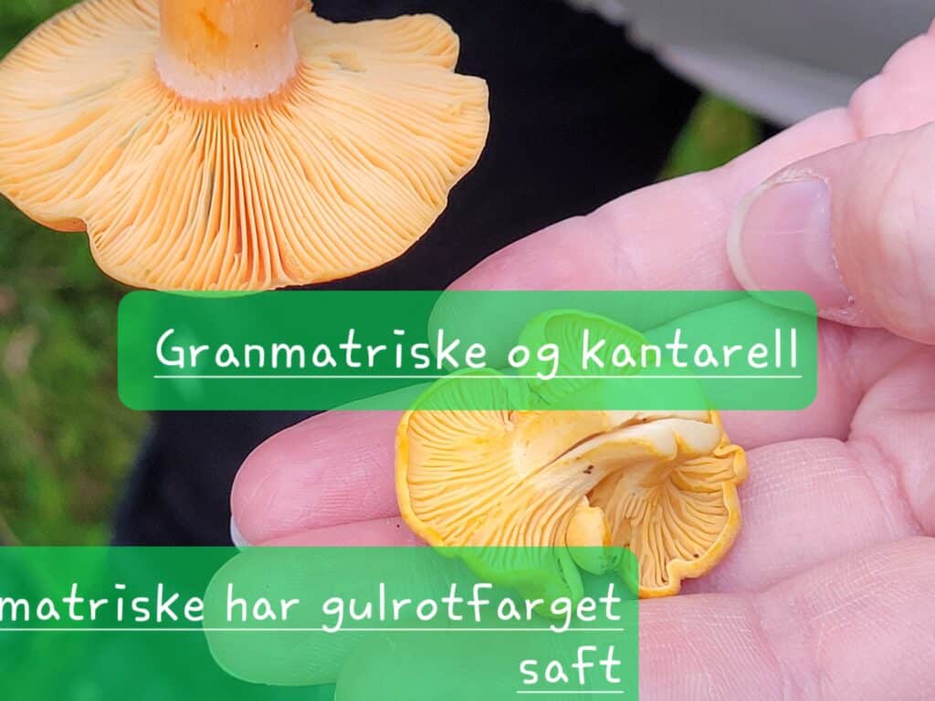 Se forskjellen på skiver hos granmatriske og ribber hos kantarellen som er lengst nede