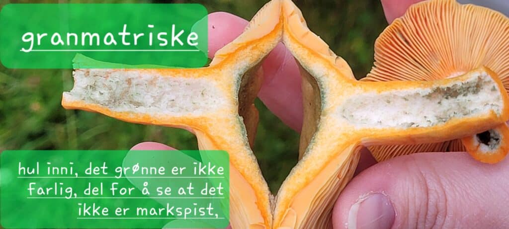 Kul og god sopp som kan se ut som om den har mugg, men den har bare oksidert