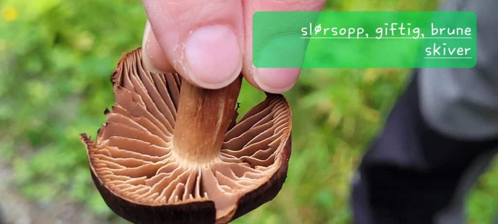 IKKE SPIS DENNE! IKKE LEGG DEN I KURVA SAMMEN MED ANDRE SOPPER!