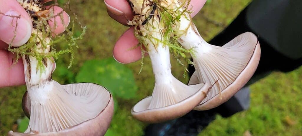 En syrlig godbit, særlig etter at man vrenger av det sleipe topplokket