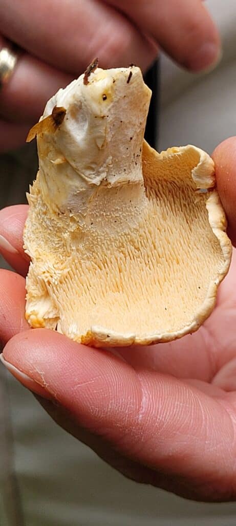 Blek piggsopp - en skikkelig mild godbit