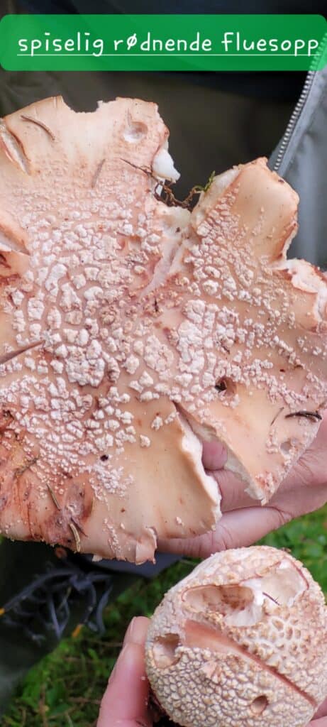 OBS: dette er IKKE EN NYBEGYNNERSOPP. DEN MÅ TILBEREDES RIKTIG OG KAN FORVEKSLES MED RØD FLUESOPP SOM ER EN SVÆRT GIFTIG OG FARLIG SOPP