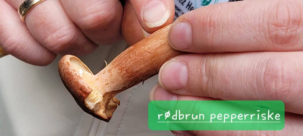 Må varmebehandles ordentlig. Smaker pepper!