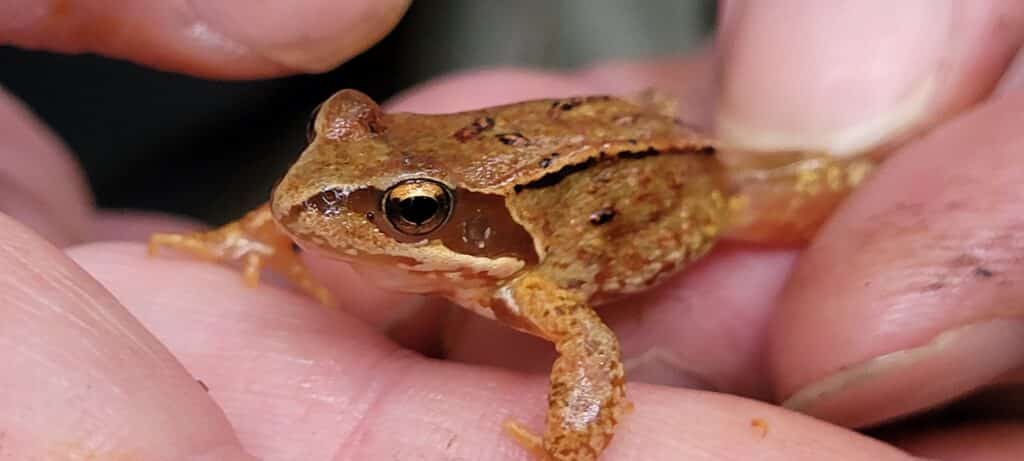 #JEGSTÅROPPFORFROSKEN