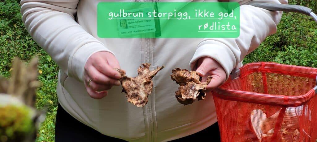 Vi plukker ikke rødlista arter. Her var det en gamling som lå løs på bakken som vi tok en kikk på