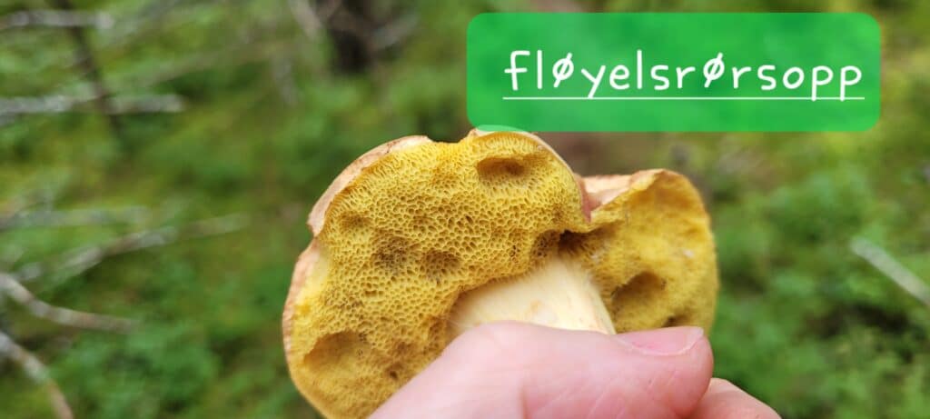 Se de fine porene eller rørene som det kalles!