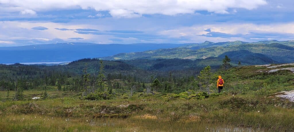 Fjellskog i Stjørdal