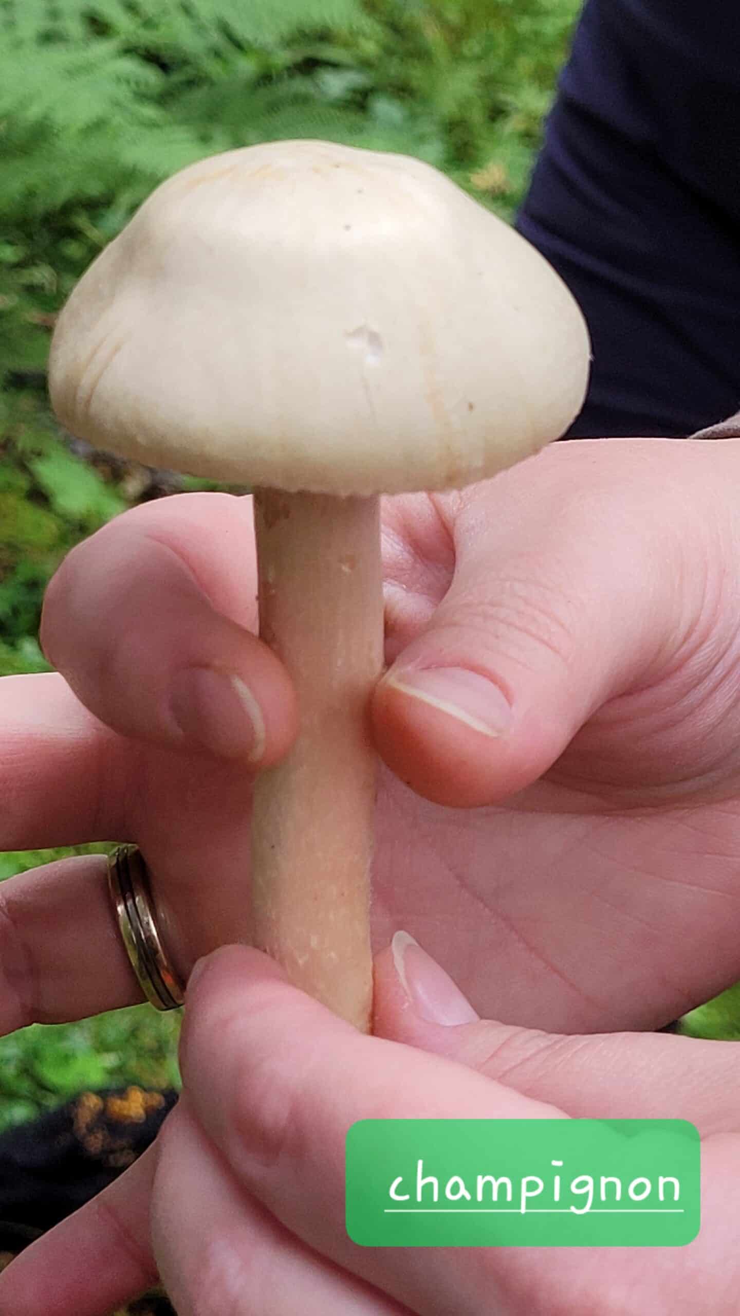 Champignon