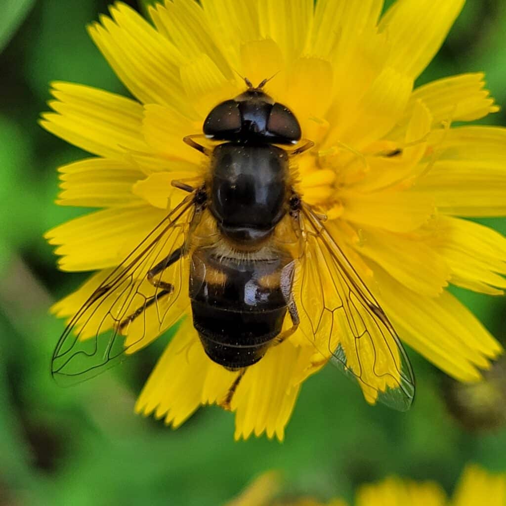 Gulfotdroneflue? på sveve