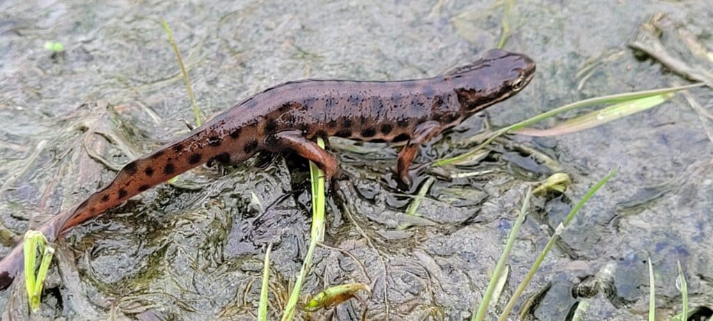 Småsalamander i vannkanten