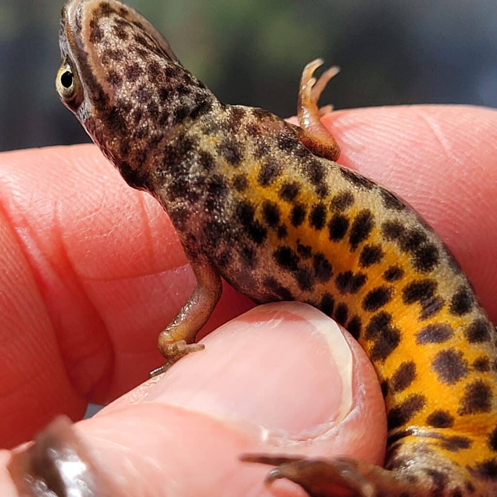 Småsalamander