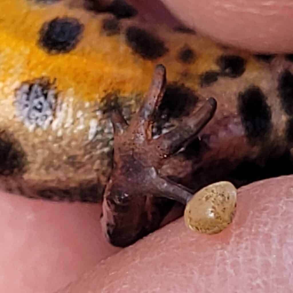 Småsalamander med musling