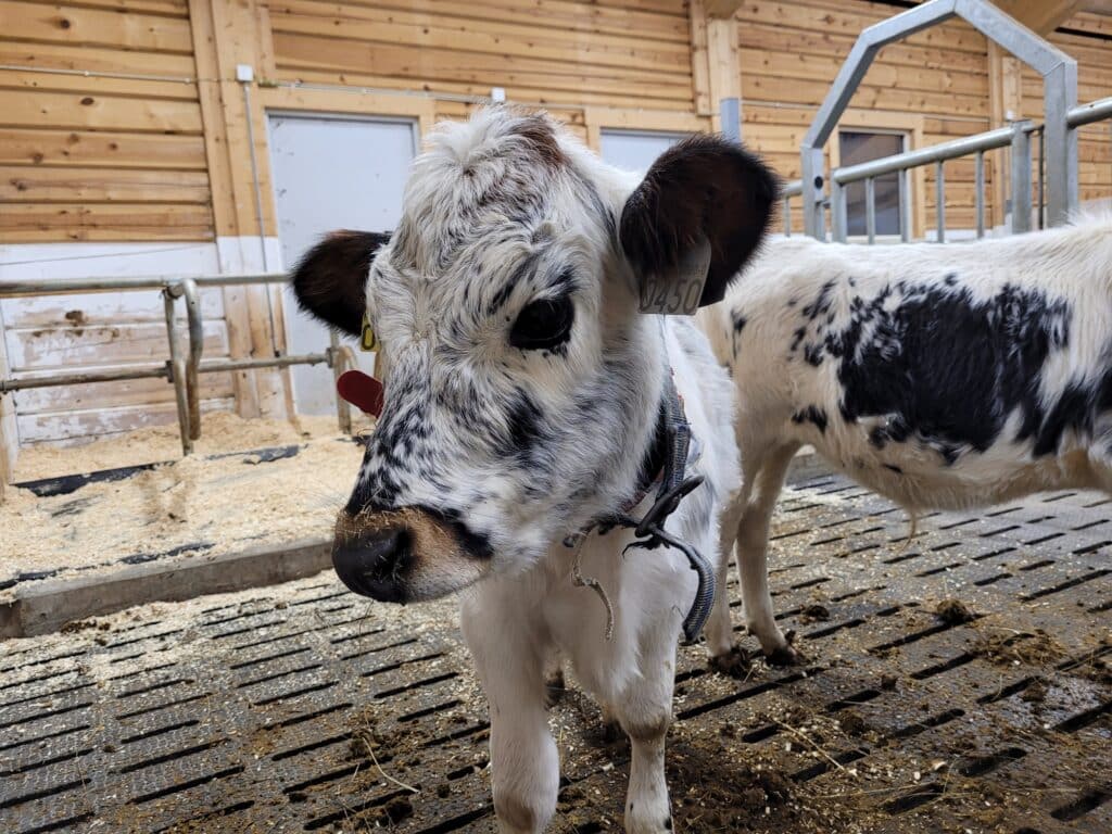 Kalv på Jøssåsen