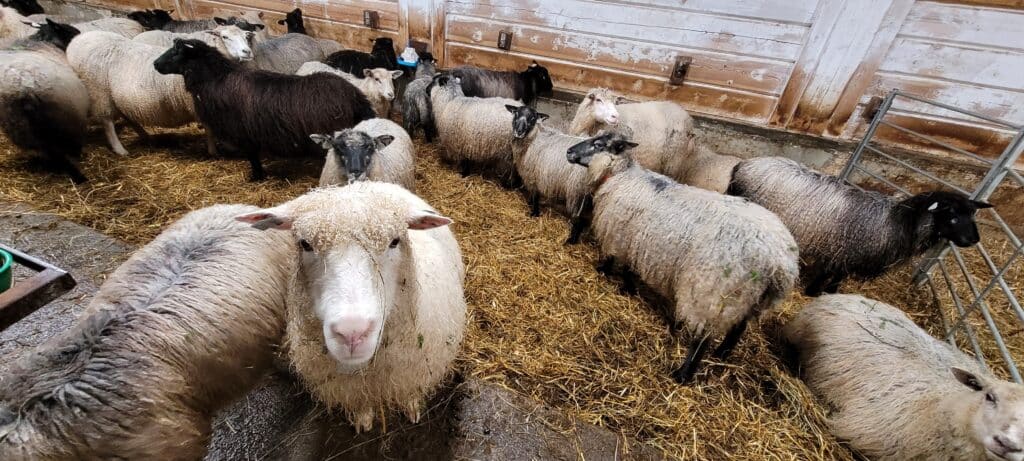 De fine fine Jøssåsen-sauene 