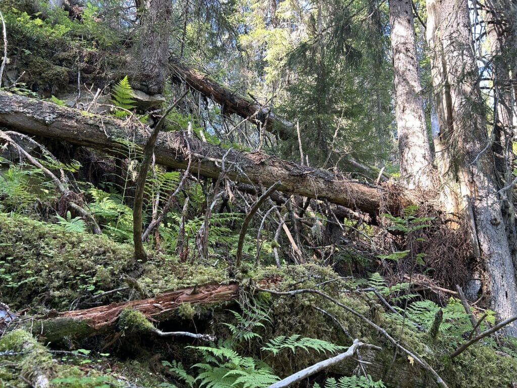 Naturvernforbundets Skogskonferanse