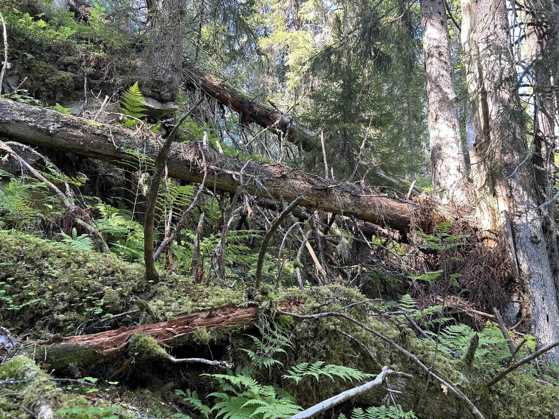 Naturvernforbundets Skogskonferanse