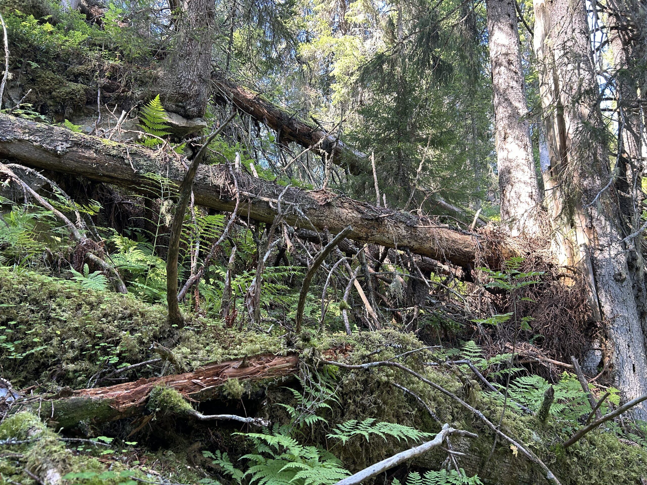 Naturvernforbundets Skogskonferanse