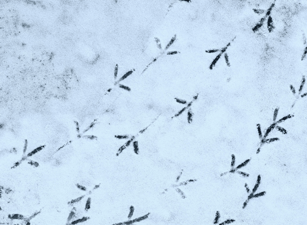 Naturglede sporvandring