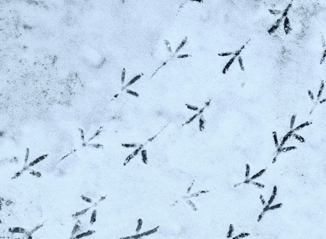 Naturglede sporvandring