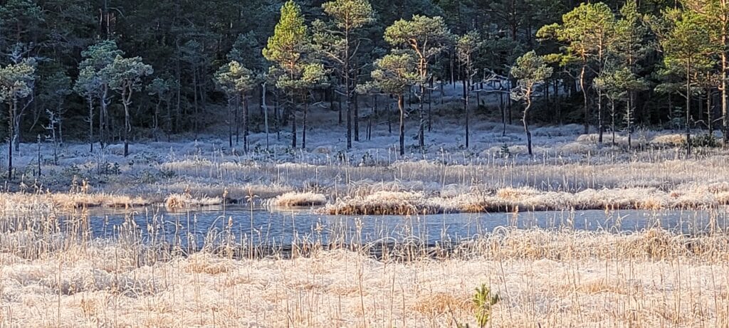 Lauvåsen, Frigården