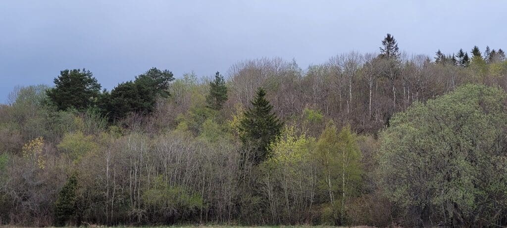 Edellauvskog Stjørdal