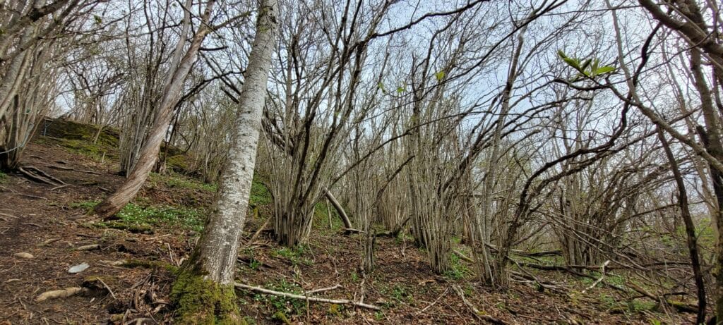 Hasselskog fotografert 24. april 2026