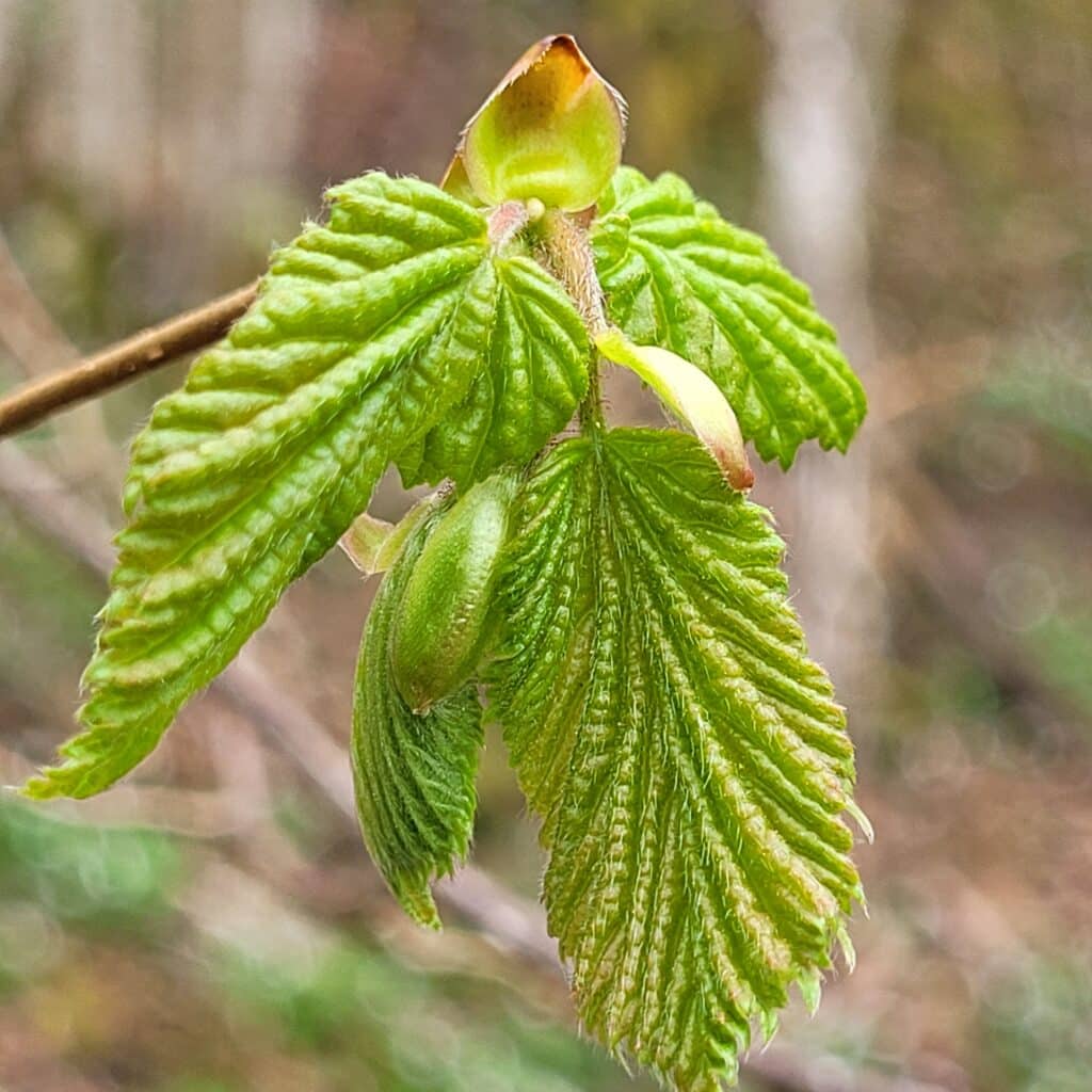 Hassel 24. april 2026